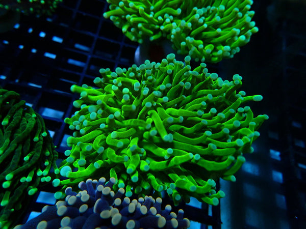 QLD Torch BANANA