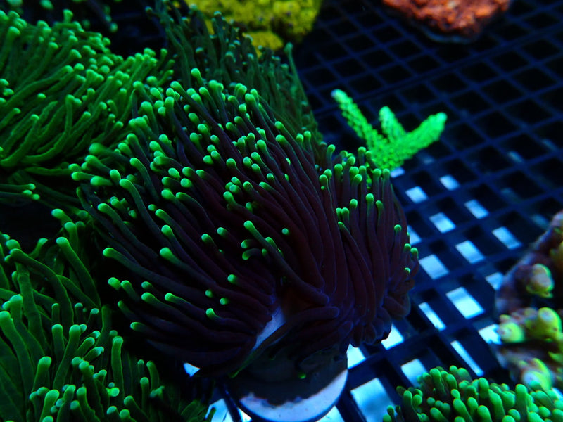 WA Torch