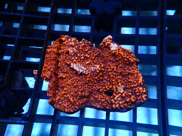 Montipora small