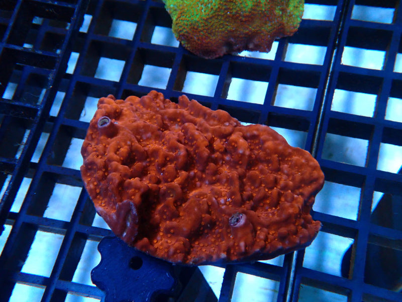 Montipora small