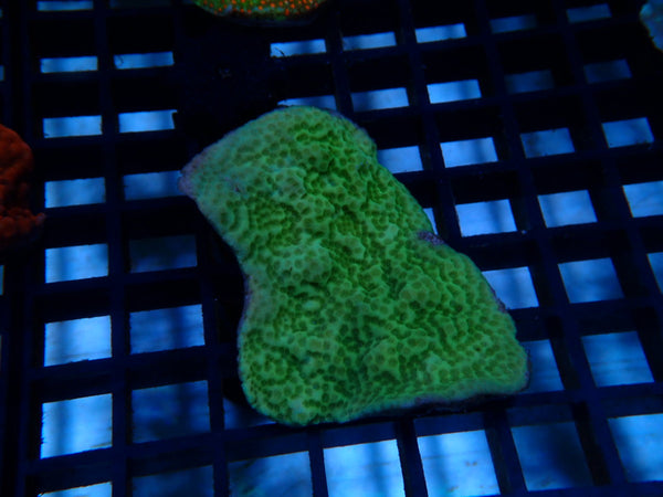 Montipora small
