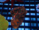Montipora small