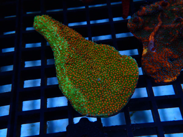 Montipora small
