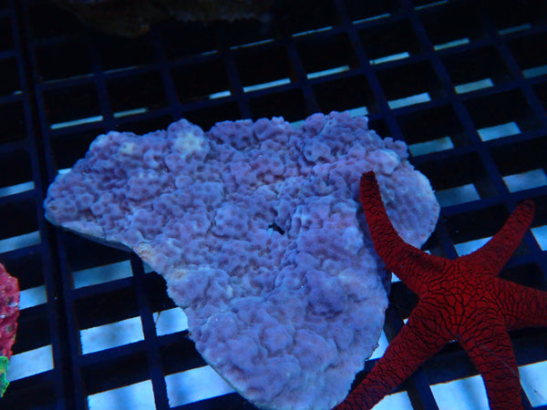 Montipora small