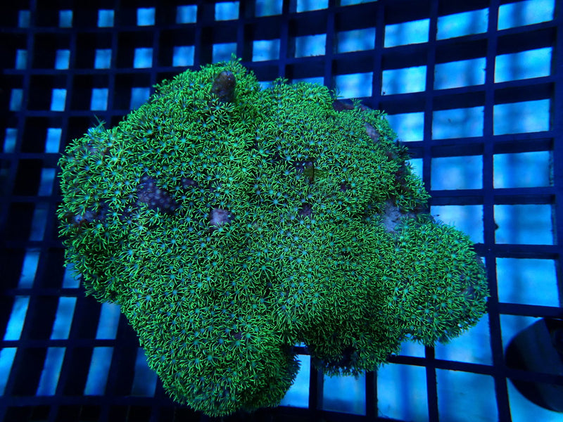 Star Polyps medium-large