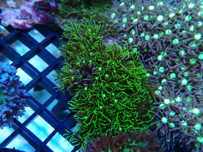 Star Polyps medium
