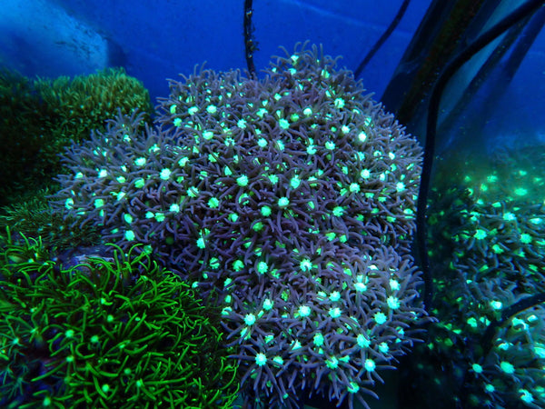 Star Polyps medium-large