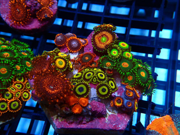 Sustainable Reefs Mega Zoa Garden