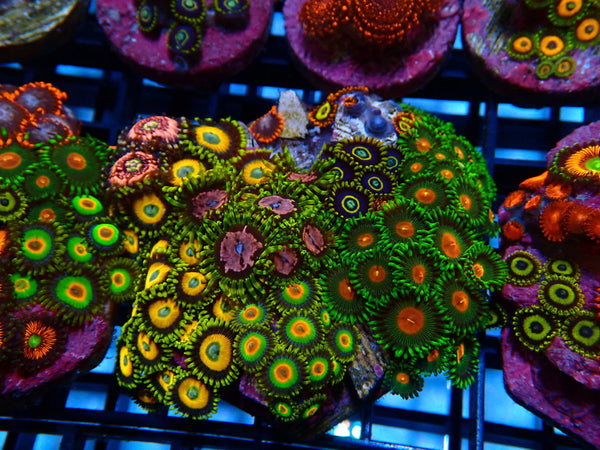 Sustainable Reefs Mega Zoa Garden