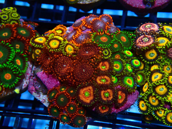 Sustainable Reefs Mega Zoa Garden