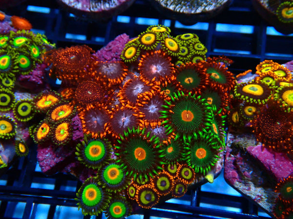 Sustainable Reefs Mega Zoa Garden