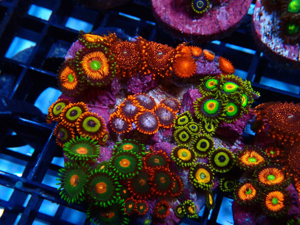 Sustainable Reefs Mega Zoa Garden