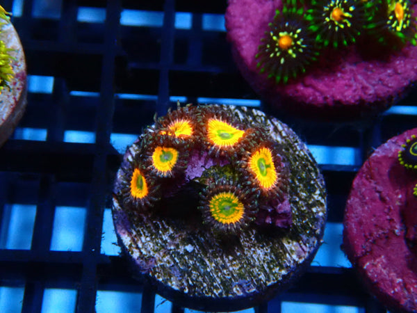 Sustainable Reefs Zoa Frag Sunny D