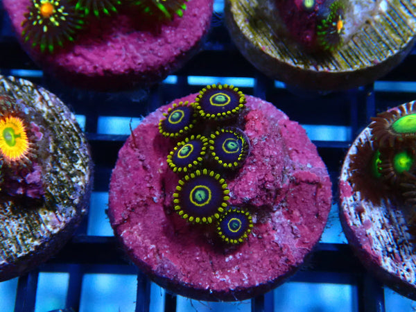 Sustainable Reefs Zoa Frag Blue Hornets