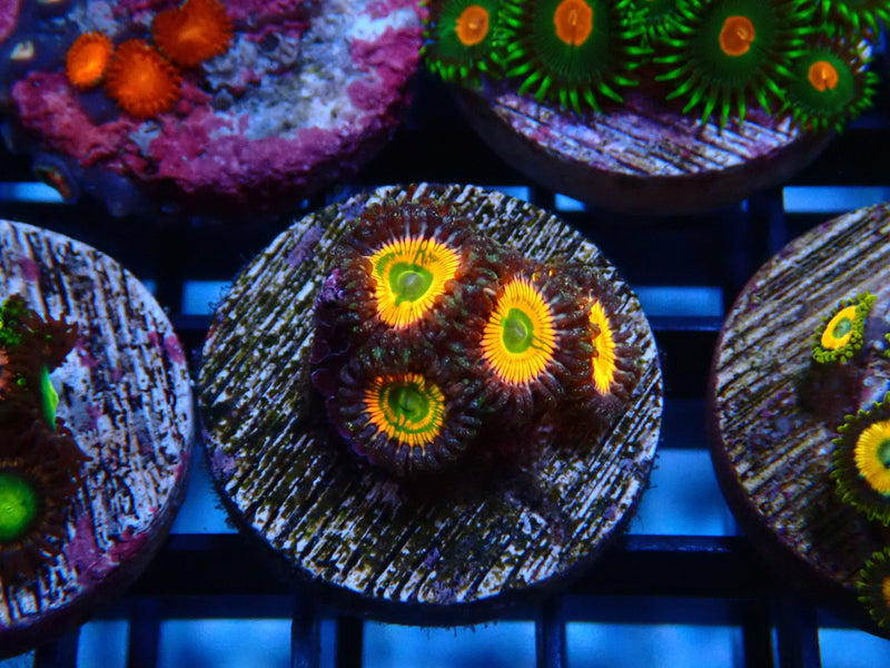Sustainable Reefs Zoa Frag Sunny D