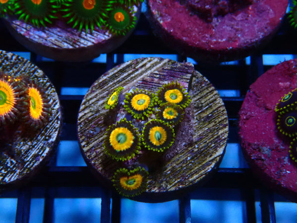 Sustainable Reefs Zoa Frag Scrambled Eggs