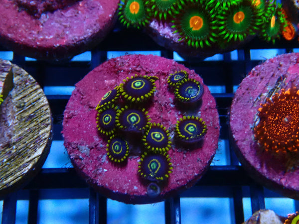 Sustainable Reefs Zoa Frag Blue Hornets