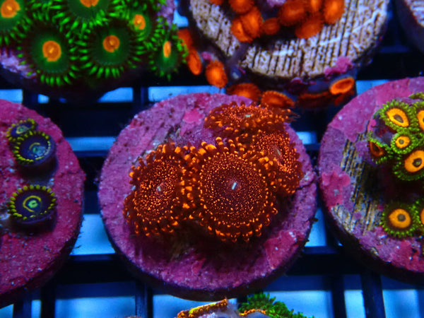 Sustainable Reefs Zoa Frag Darth Maul