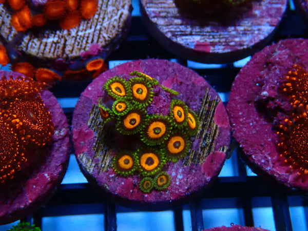 Sustainable Reefs Zoa Frag Eagle Eye
