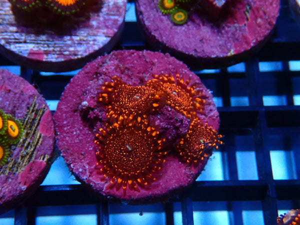 Sustainable Reefs Zoa Frag Darth Maul