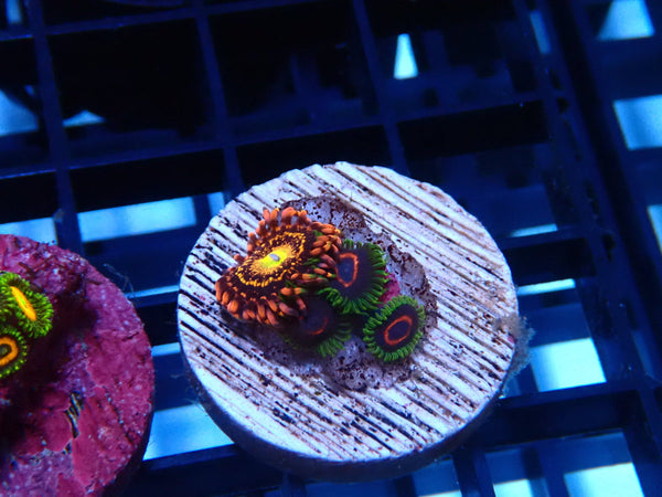 Sustainable Reefs Zoa Frag Combo