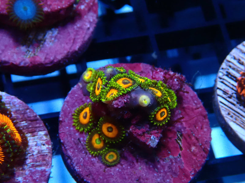 Sustainable Reefs Zoa Frag Eagle Eye