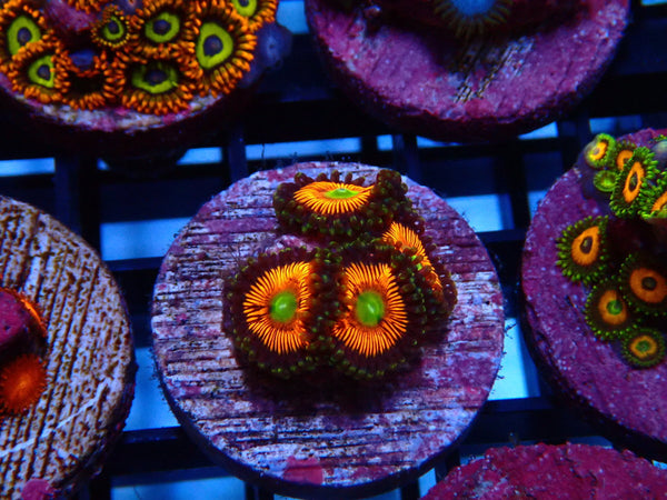 Sustainable Reefs Zoa Frag Zoa Everlasting Gobstopper