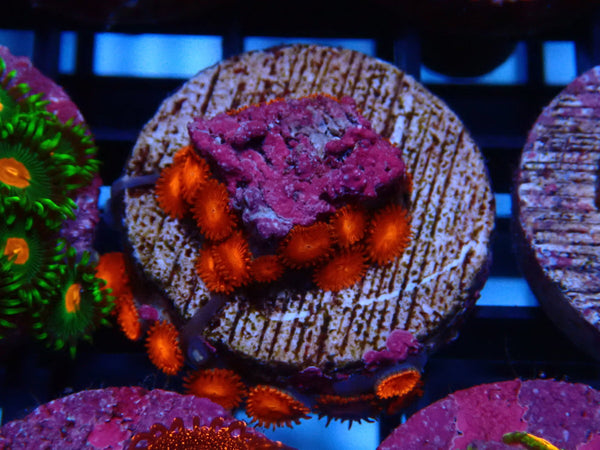 Sustainable Reefs Zoa Frag Zoa Triple Red