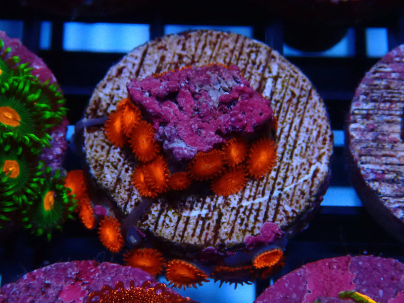 Sustainable Reefs Zoa Frag Zoa Triple Red