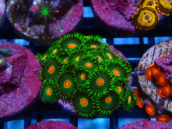 Sustainable Reefs Zoa Frag Zoa Radioactive Campfire