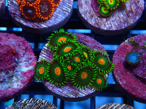 Sustainable Reefs Zoa Frag Zoa Radioactive Campfire