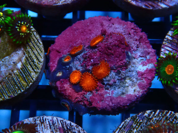 Sustainable Reefs Zoa Frag Zoa Triple Red