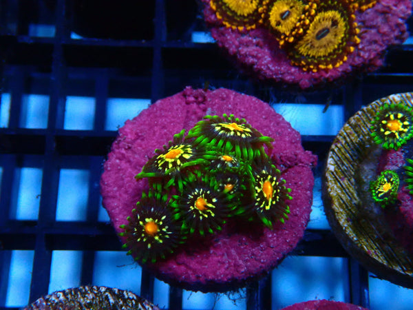 Sustainable Reefs Zoa Frag Zoa Pinwheel