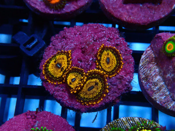 Sustainable Reefs Zoa Frag Gold Maul