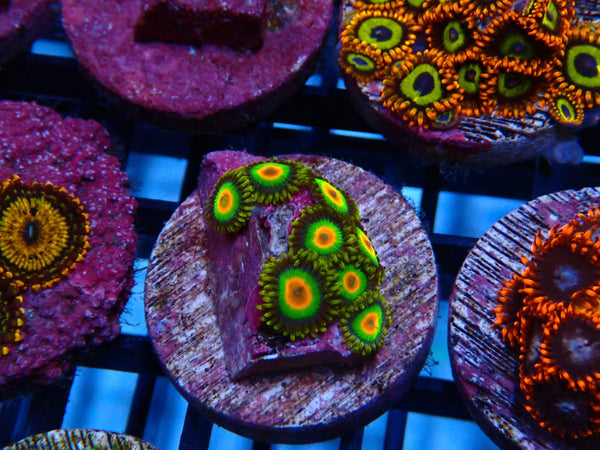 Sustainable Reefs Zoa Frag Rasta