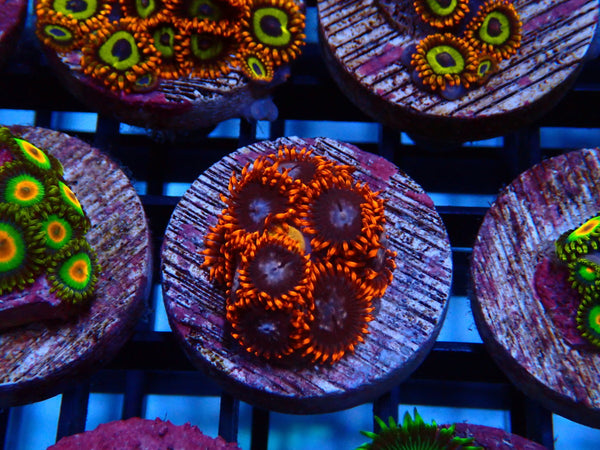 Sustainable Reefs Zoa Frag XMen