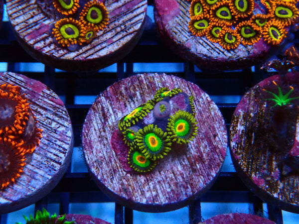 Sustainable Reefs Zoa Frag Rasta
