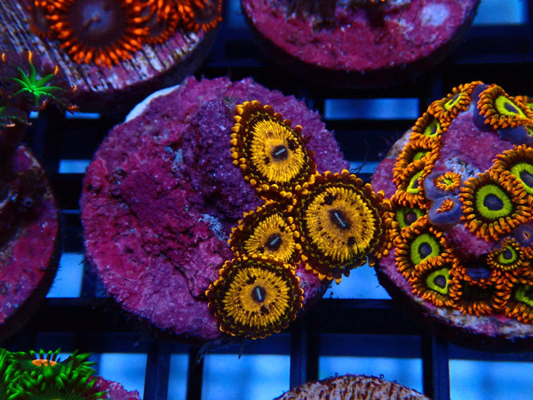 Sustainable Reefs Zoa Frag Gold Maul