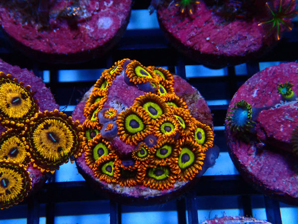 Sustainable Reefs Zoa Frag Fruit Loop