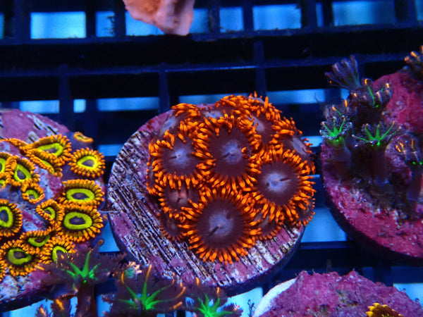 Sustainable Reefs Zoa Frag XMen