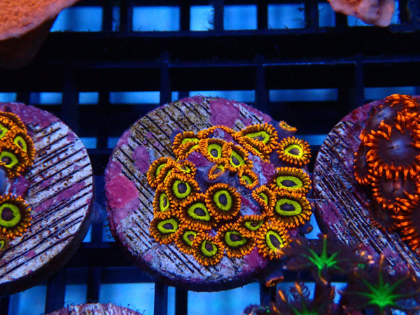 Sustainable Reefs Zoa Frag Fruit Loop