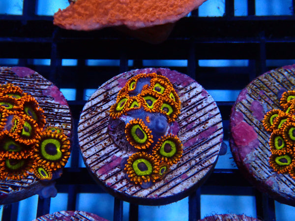 Sustainable Reefs Zoa Frag Fruit Loop