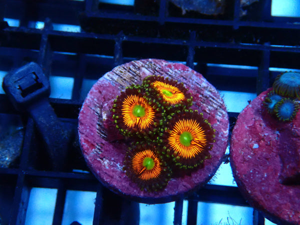 Sustainable Reefs Zoa Frag Zoa Everlasting Gobstopper