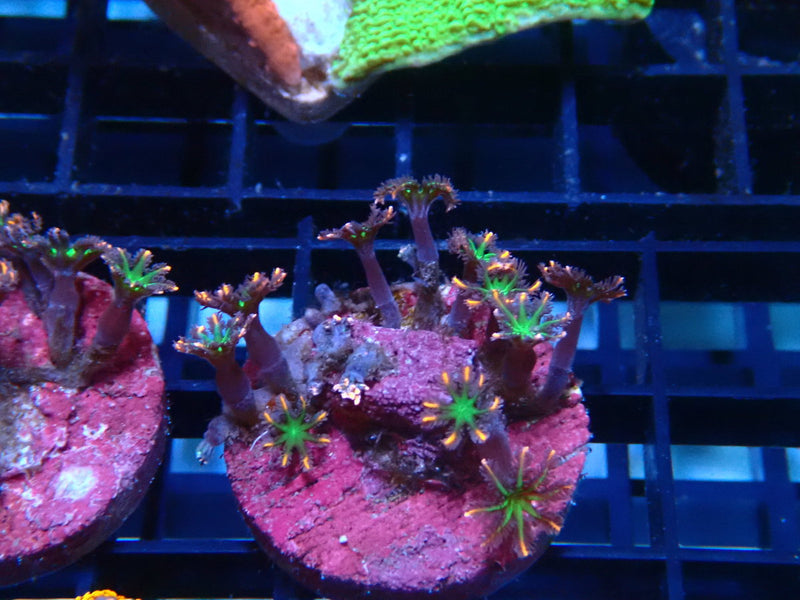 Sustainable Reefs Fireworks Clove Polyps Frag