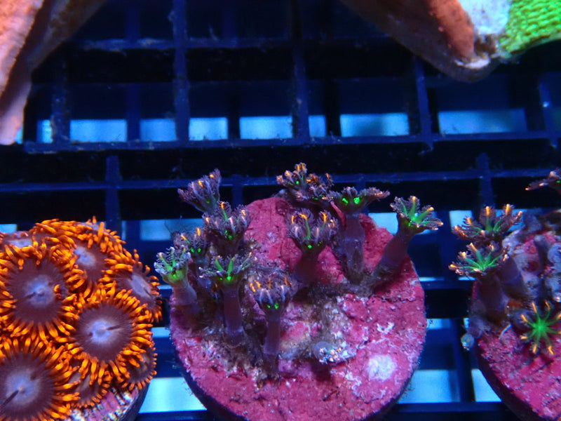 Sustainable Reefs Fireworks Clove Polyps Frag