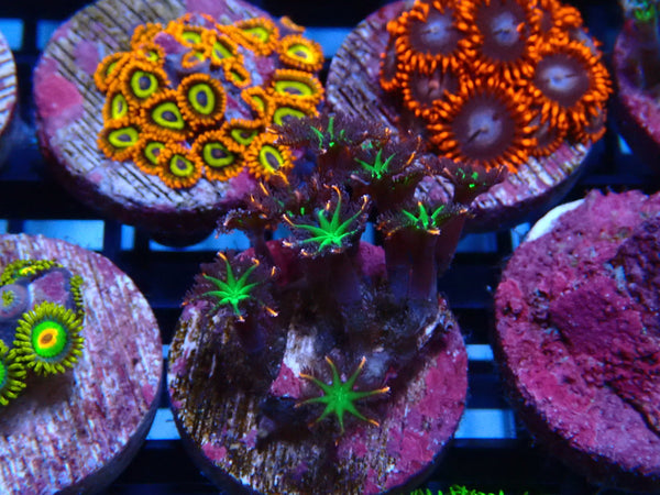 Sustainable Reefs Fireworks Clove Polyps Frag