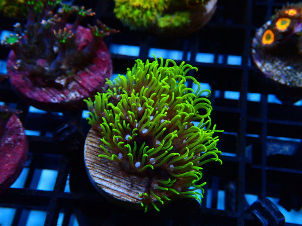 Sustainable Reefs Super Green Star Polyps Frag