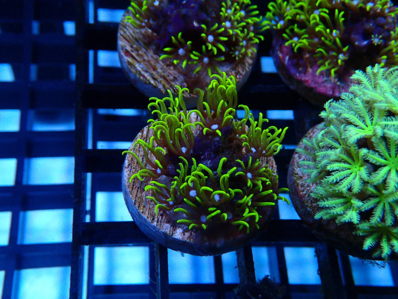 Sustainable Reefs Super Green Star Polyps Frag