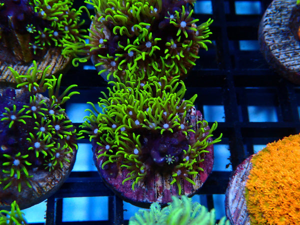 Sustainable Reefs Super Green Star Polyps Frag