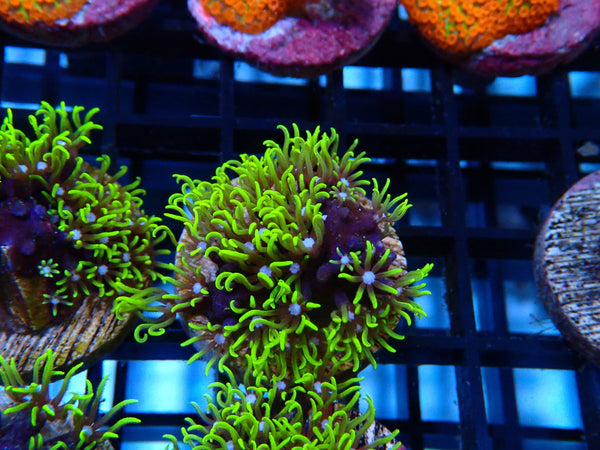 Sustainable Reefs Super Green Star Polyps Frag
